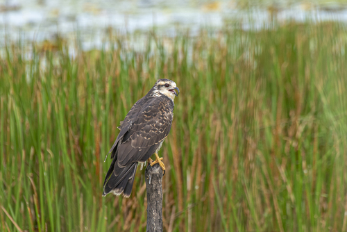 Snail Kite