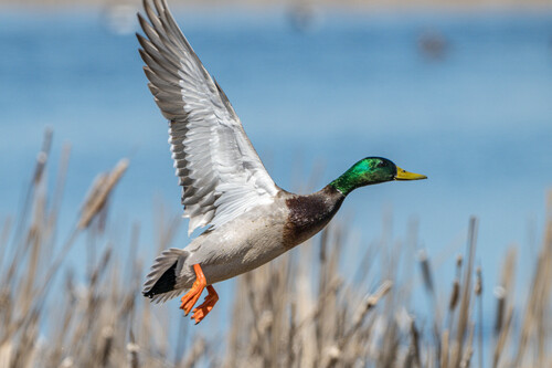 Mallard