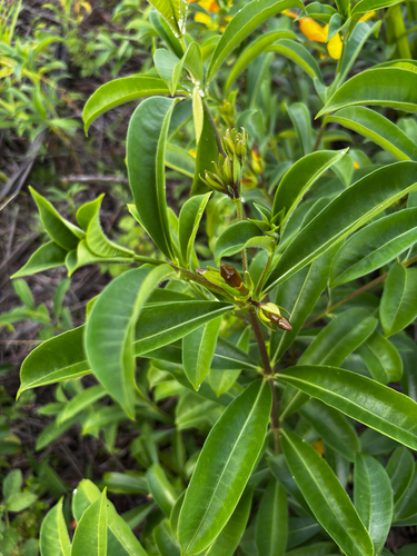 Golden Trumpet