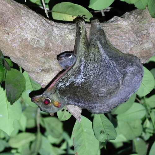 Sunda Colugo