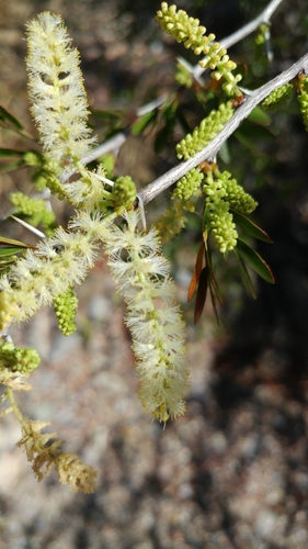 Blackbrush Acacia