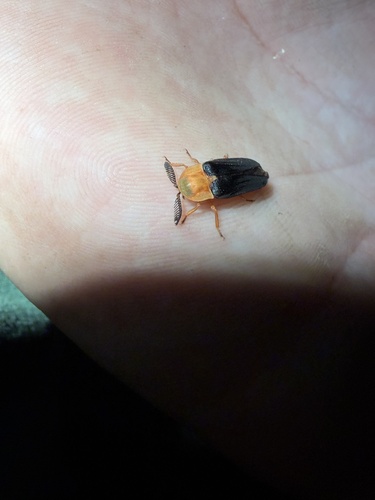 Pleotomus nigripennis