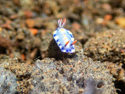 Hypselodoris confetti