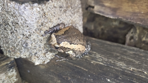 Asian Painted Frog