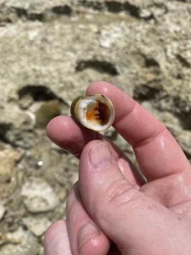 Nerita peloronta