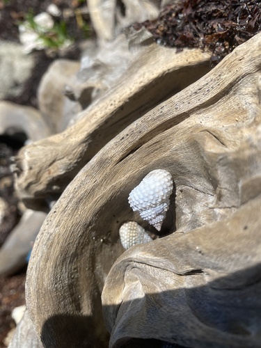 Cenchritis muricatus