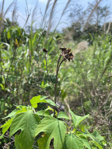 Mexican sunflower