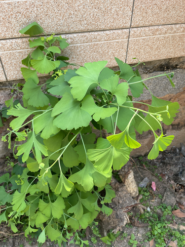 ginkgo