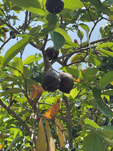 Common guava
