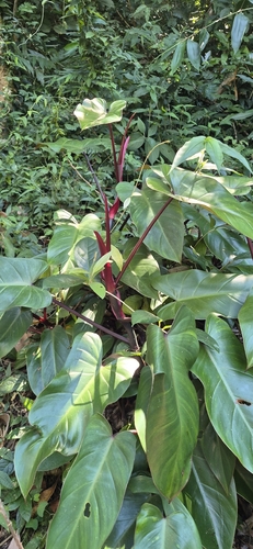 Blushing Philodendron
