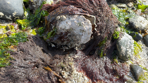 Magallana gigas
