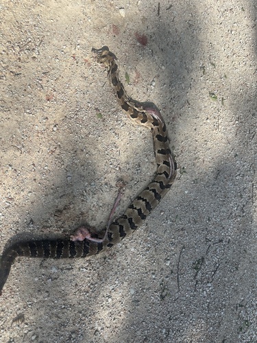 Timber Rattlesnake
