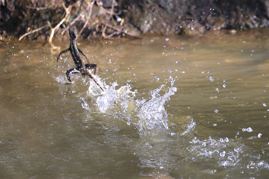 Common Basilisk