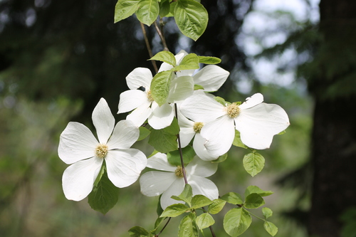 Cornus nuttallii