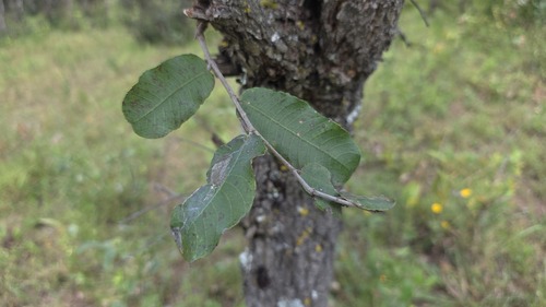 Mobola Plum