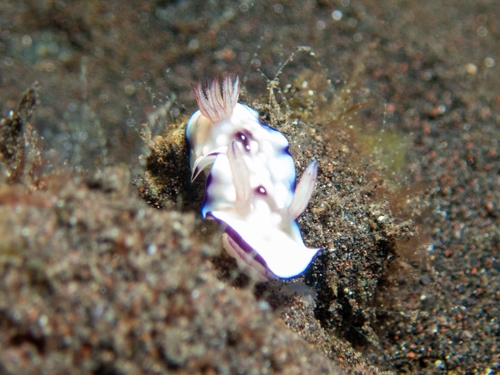 Goniobranchus hintuanensis