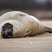 Harp Seal - Photo (c) rangelillo, all rights reserved, uploaded by rangelillo