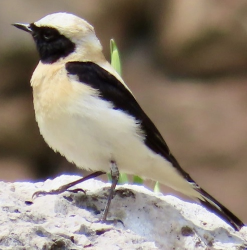 Eastern Black-eared Wheatear