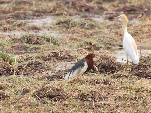 Chinese Pond-Heron