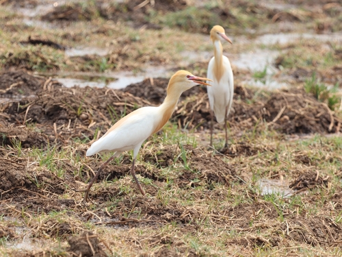 Eastern Cattle-Egret