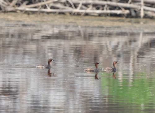 Little Grebe