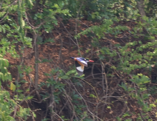 Black-capped Kingfisher