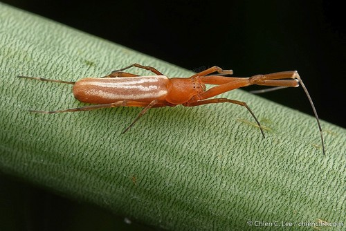 Philoponella alata · iNaturalist