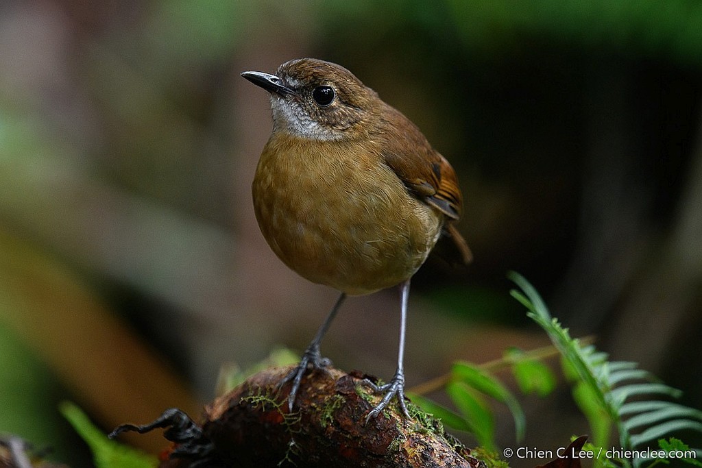 Lesser Ground-Robin (Amalocichla incerta) photo