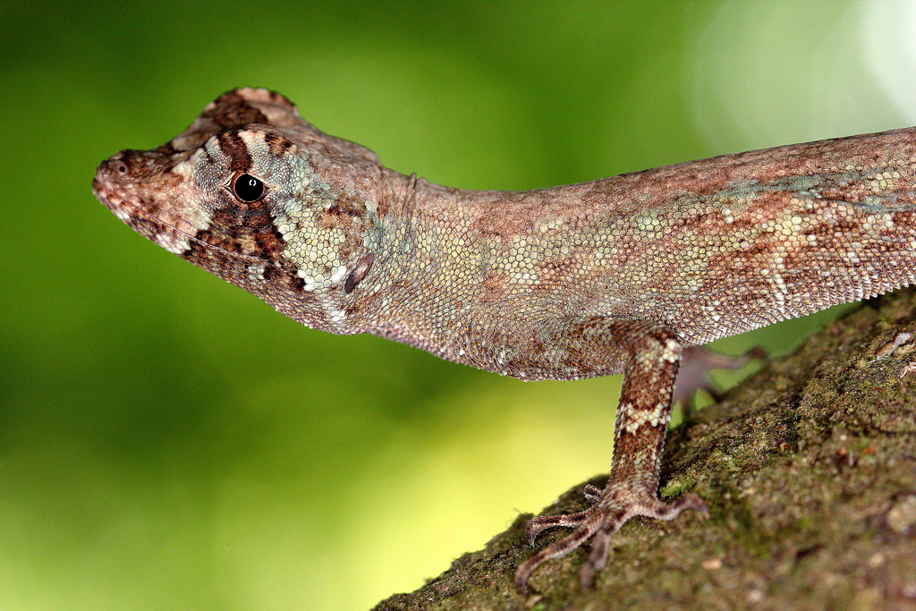 Pug-nosed Anole (Anolis capito)