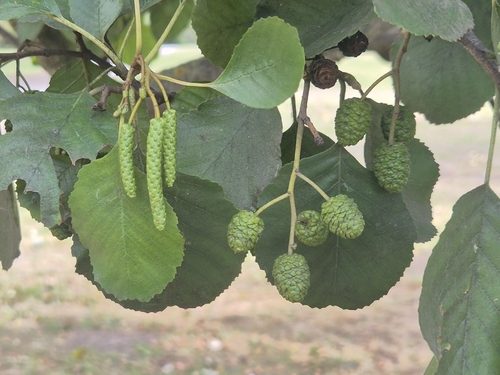 common alder