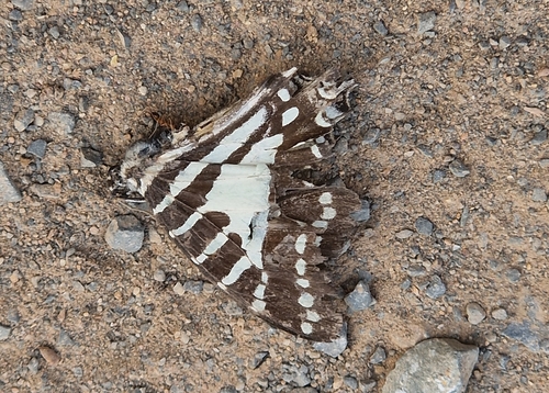 Spot Swordtail