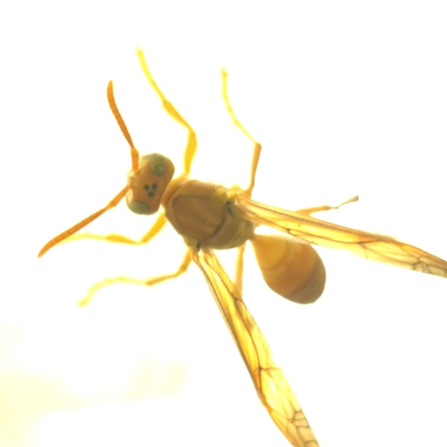 Arabian paper wasp