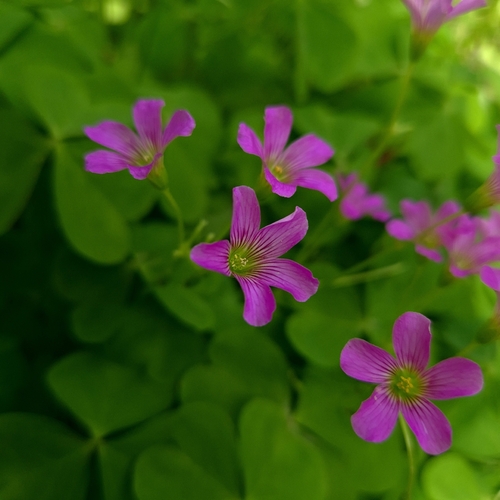 Largeflower pink-sorrel