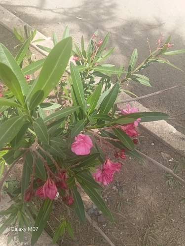 oleander