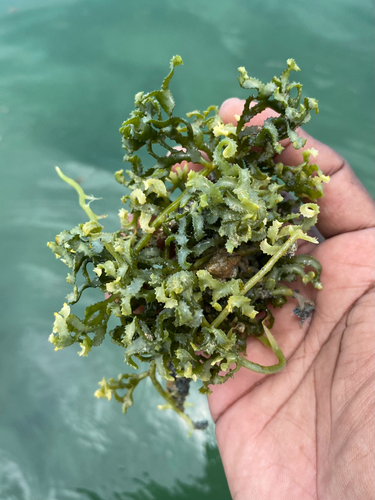 Tooth Caulerpa