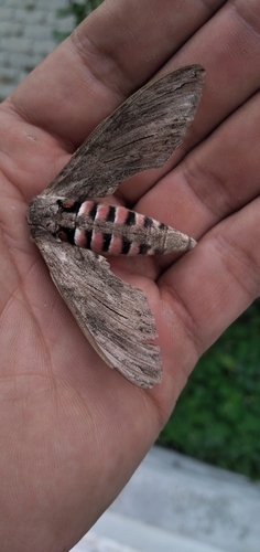 Convolvulus Hawkmoth