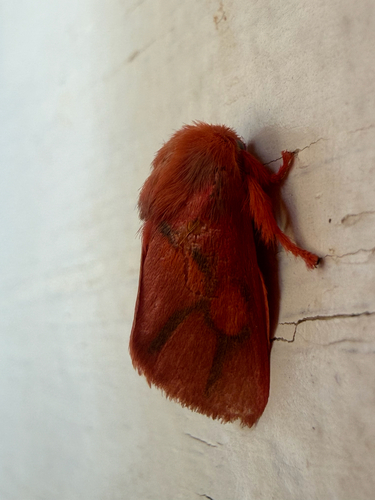 Rosy Slug