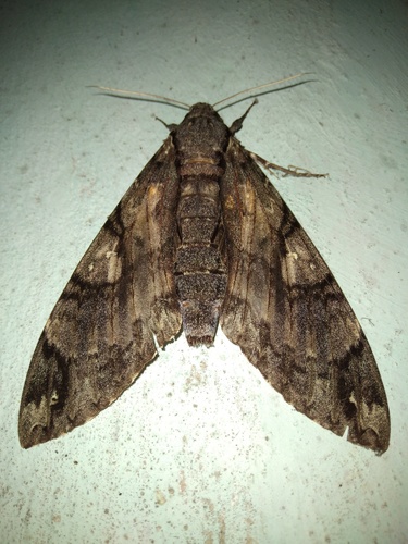 Giant Sphinx