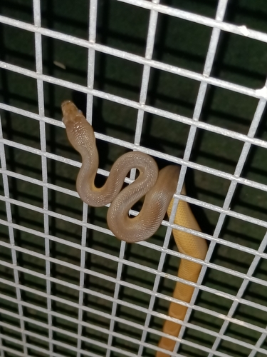 Water Python