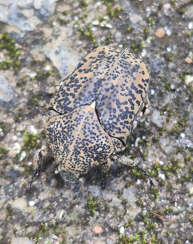Marmarina insculpta