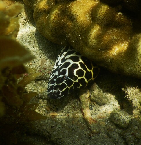 Laced Moray