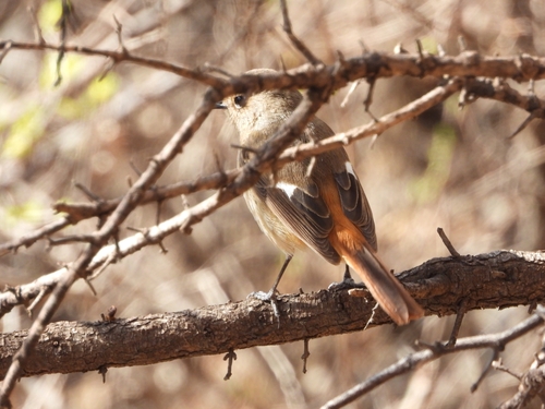 Daurian Redstart