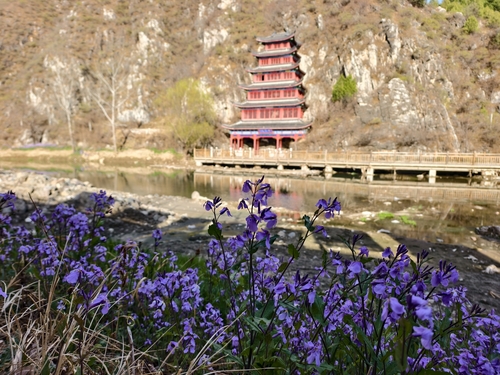 Chinese Violet Cress