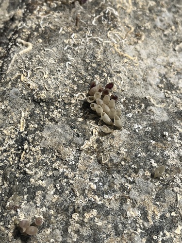 Nucella lapillus