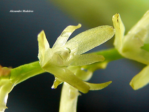 Anathallis radialis