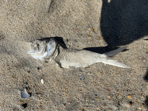 Brevoortia tyrannus