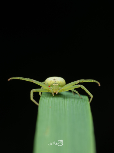Triangle Crab Spider