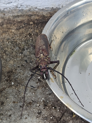 Callipogon proletarius