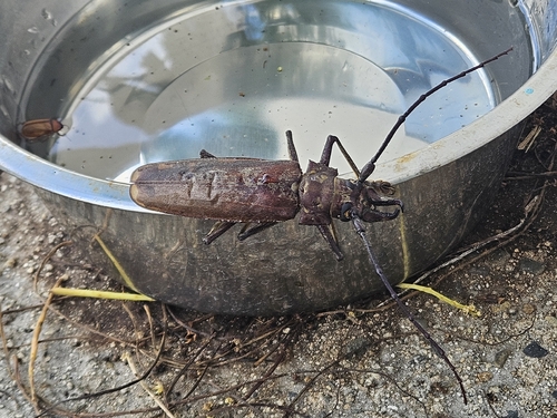 Callipogon proletarius