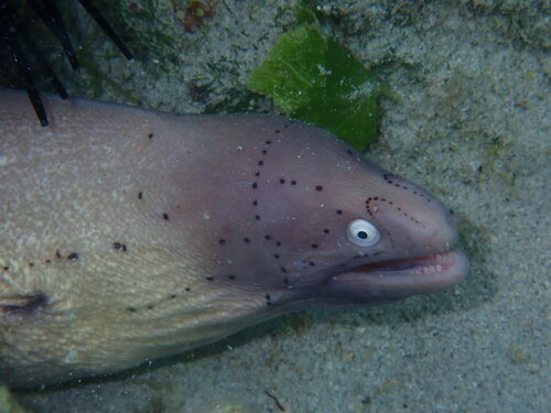 Gymnothorax griseus